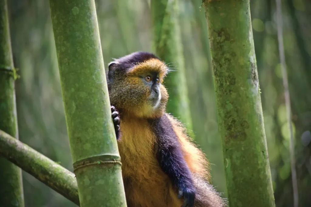 Golden monkey on the bamboo shoots of Mgahinga Gorilla National Park.
