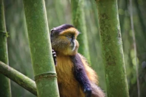 Golden monkey on the bamboo shoots of Mgahinga Gorilla National Park.