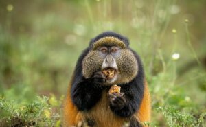 Golden monkey trekking in Uganda 