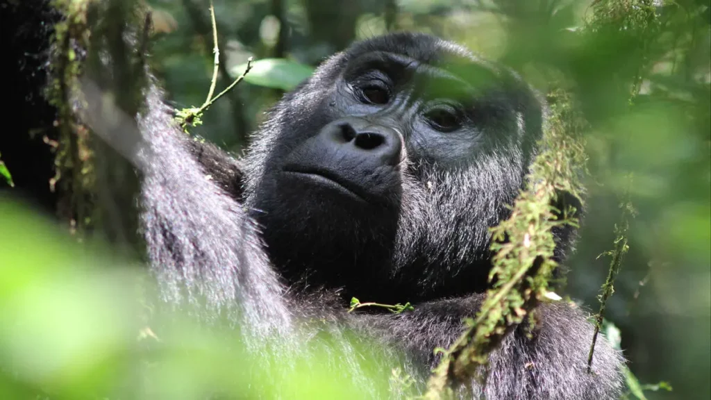 Updated Packing List for Gorilla Safaris in Uganda and Rwanda
