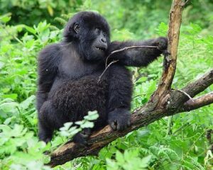 Gorilla Trekking Rules & Guidelines