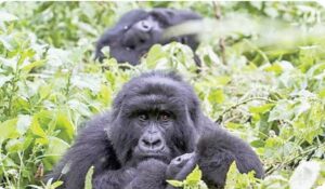 Gorilla Trekking in Uganda