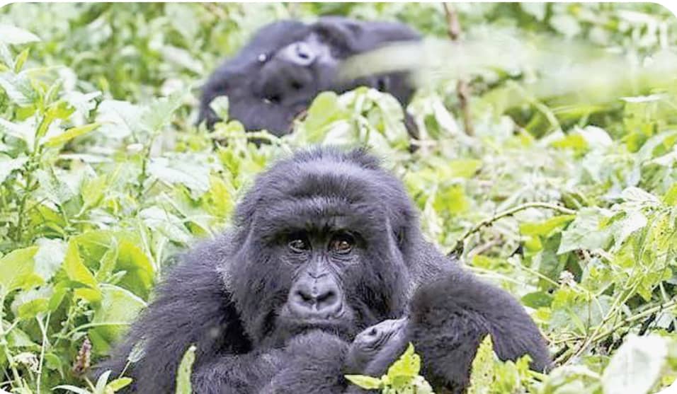 Gorilla Trekking in Uganda