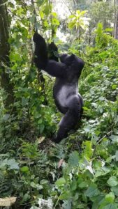Gorilla Tracking in Uganda