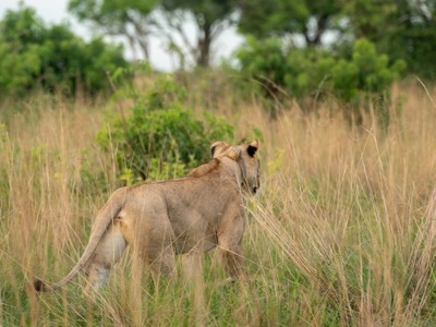 10 Days Uganda Budget Safari 10 Days Uganda Budget Safari