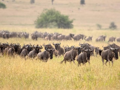 14 Days Uganda Kenya Long Safari 14 Days Uganda Kenya Long Safari