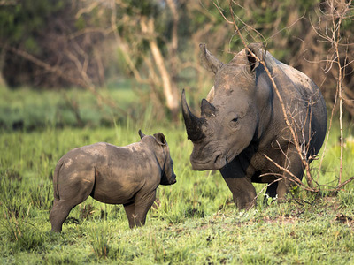 22 Days Uganda Safari Adventure 22 Days Uganda Safari Adventure