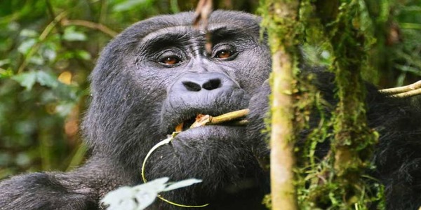 3 Days Bwindi Gorilla Tour 3 Days Bwindi Gorilla Tour