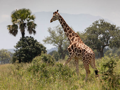 5 Days Wildlife & Chimp Safari