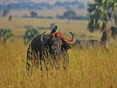 7 Days Uganda safari without Gorillas 7 Days Uganda safari without Gorillas