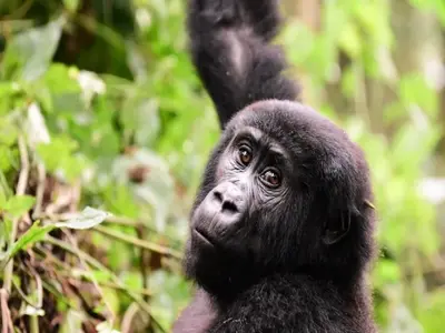 2 days Bwindi gorilla tour 2 days Bwindi gorilla tour