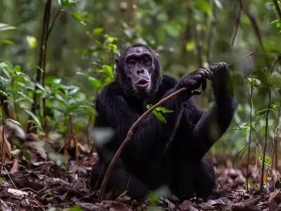 Gorilla and chimpanzee safari Best Uganda Safari