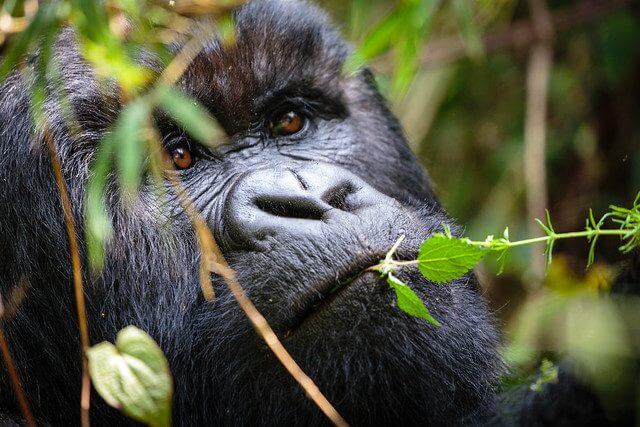 First timers Gorilla Safari Guide Uganda and Rwanda