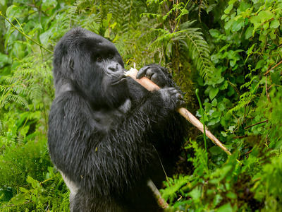 Gorilla trekking Bwindi
