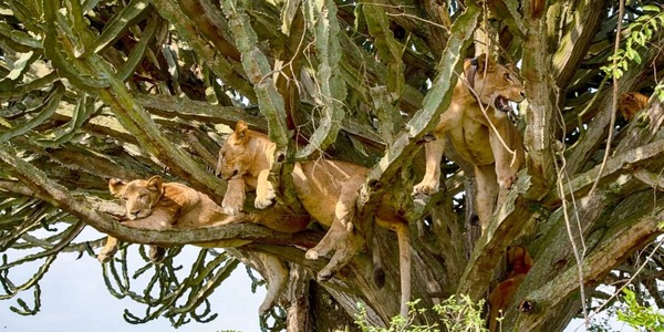 Queen Elizabeth National Park Tree Climbing Lions in Queen Elizabeth National Park