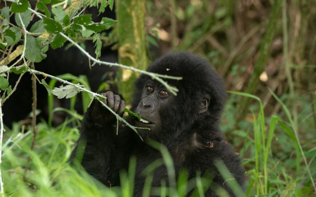 What do Gorillas Eat?