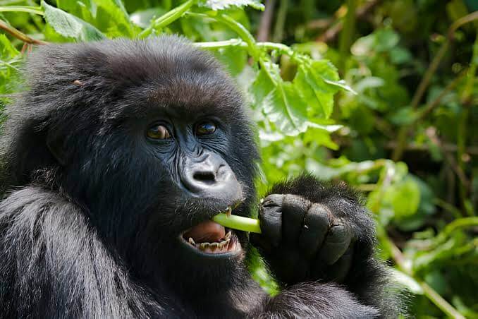 What do Gorillas Eat? The Ultimate Guide to Gorilla Diet: What Do the Giants of the Forest Eat? When you look at a silverback gorilla weighing up to 400 pounds with muscles that can effortlessly snap branches, it is easy to imagine them as fierce apex predators. Yet, these massive primates are primarily peaceful vegetarians. Gorillas spend nearly half of their waking hours eating. To sustain their immense bodies, they have evolved highly specialized diets and digestive systems that allow them to process massive volumes of plant matter. However, "gorilla" is not a single category; across different regions of Africa, varied habitats dictate vastly different menus. This comprehensive guide explores exactly what gorillas eat, how their diets change by subspecies, how much they consume daily, and how they find food in the wild. The Core Elements of a Gorilla’s Diet While gorillas are broadly classified as herbivores, they are more accurately described as folivores or frugivores depending on where they live. Their diet consists of four primary components: • Foliage (Leaves and Shoots): This forms the structural backbone of their diet. Gorillas prefer young leaves, which are easier to digest and contain higher concentrations of nutrients and lower amounts of toxins than older leaves. • Pith and Stems: The soft, fibrous interior of plants provides essential moisture and structural carbohydrates. Gorillas use their dexterous hands and sharp teeth to peel away the tough outer bark of plants to reach the juicy pith inside. • Wild Fruits: Fruits are a highly prized, energy-dense food source. Packed with natural sugars, fruit provides a quick energy boost, though its availability varies drastically by season and altitude. • Bark and Roots: During times of scarcity or dry seasons, gorillas rely on woodier materials. Bark provides essential minerals and roughage, while roots require digging but offer dense starches. • Insects and Invertebrates: Gorillas do not hunt mammals, but they do consume small amounts of insects. They use their strong fingers to rip open rotting logs or smash termite mounds, using their fingers to pick out ants, grubs, and larvae Subspecies Spotlight: Who Eats What? The dietary habits of gorillas are heavily shaped by their environment. The four distinct gorilla subspecies live in vastly different altitudes and forest types, resulting in unique culinary preferences. 1. Mountain Gorillas (The Foliage Specialists) Living high in the cloud forests of the Virunga Volcanoes and Bwindi Impenetrable National Park, mountain gorillas endure cold temperatures and high altitudes. • The Menu: Their habitat lacks fruit-bearing trees. Consequently, mountain gorillas are almost strictly folivores. Around 86% of their diet consists of leaves, shoots, and stems. Edible roots make up about 7%, flowers account for 3%, and fruit constitutes a measly 2%. • Favorite Foods: They are incredibly fond of wild celery, thistles, nettles, and bamboo shoots. • The Role of Bamboo: During the bamboo shooting season, mountain gorillas will descend to lower altitudes to gorge on these nutrient-rich, crunchy delicacies, which can cause mild intoxication if fermented. 2. Eastern lowland gorillas (Gorilla beringei graueri) Also known as Grauer’s Gorillas, these primates live in the diverse altitudes of the Democratic Republic of Congo (DRC). • The Menu: Because their habitat spans both lowland and transitional forests, their diet shifts seasonally. • The Shift: When fruit is abundant, it can make up a significant portion of their meals. When fruit is scarce, especially at higher elevations, they smoothly transition back to a heavy reliance on leaves, herbs, and bark. 3. Western Lowland Gorillas (Gorilla gorilla gorilla) The most numerous of all subspecies, western lowland gorillas inhabit the dense, tropical rainforests of Central Africa. • The Menu: They are passionate frugivores. Fruit is the undisputed king of their diet, making up to 60% of what they eat when in season. • Foraging Strategy: They track down more than 100 different species of seasonal fruits. When fruit yields drop during the dry season, they pivot to high-fiber foods like terrestrial herbs, soft tree bark, and roots to tie them over. 4. Cross River Gorillas (Gorilla gorilla diehli) Inhabiting the forested hills on the border of Nigeria and Cameroon, Cross River gorillas live in a highly fragmented landscape. • The Menu: Similar to western lowland gorillas, they prefer fruit. However, due to the seasonal nature of their habitat, they spend long periods relying heavily on fleshy herbs, succulent stems, and a variety of forest leaves when fruit trees are bare. The Carnivorous Exception: Do Gorillas Eat Meat? While gorillas are overwhelmingly vegetarian, they are not strictly 100% vegan. They occasionally ingest small amounts of animal protein, though it is usually accidental or highly opportunistic. • Insects and Grubs: Gorillas frequently consume ants, termites, and caterpillars. Western lowland gorillas, for example, will systematically break open termite mounds to feast on the larvae. • Accidental Consumption: Because they consume dozens of pounds of leaves every day, they naturally swallow thousands of tiny insects, mites, and larvae clinging to the foliage. • No Active Hunting: Unlike chimpanzees, which regularly hunt small monkeys or bushpigs for meat, gorillas do not hunt or consume meat from mammals. Their digestive systems are simply not built to handle a heavy meat-based diet. Quantity and Calories: The Daily Feast To maintain their massive muscle mass and generate enough body heat, gorillas must consume staggering amounts of food every single day. • Adult Males (Silverbacks): An adult silverback can consume up to 45 to 60 pounds (20 to 27 kilograms) of vegetation in a single day. This is roughly equivalent to eating 100 to 130 heads of lettuce. • Adult Females: Females are smaller, usually weighing half as much as silverbacks, and consume about 30 to 35 pounds (14 to 16 kilograms) of food daily. Do Gorillas Drink Water? • If you watch gorillas in the wild, you will rarely ever see them stop to drink directly from a river, stream, or waterhole. This behavior initially puzzled early researchers, but the explanation is quite simple: they don't need to. • The lush, succulent vegetation that forms the baseline of their diet consists of roughly 50% internal water weight. Combined with the thick morning dew that accumulates on forest leaves, gorillas absorb almost all of their necessary daily hydration directly through their meals. They only drink surface water on rare occasions if they are suffering from an illness or experiencing an unusually prolonged dry season. The Myth of the Banana Pop culture and cartoons have deeply ingrained the idea that all primates love bananas. However, this is largely a myth when applied to wild populations. Wild gorillas rarely ever encounter domesticated yellow bananas. If a silverback happens upon a wild banana tree in its forest habitat, it doesn't look for the fruit. Instead, it will use its immense physical strength to tear the entire tree apart to reach the soft, watery interior pith of the trunk. Evolutionary Engineering: How Gorillas Process Fiber If a human attempted to eat 50 pounds of raw leaves and twigs, our digestive system would fail to extract any real nutrition, resulting in severe illness. Gorillas manage this feat thanks to specialized evolutionary adaptations. The Gorilla "Beer Belly" When looking at a gorilla, you will notice they have a notably large, distended abdomen. This is not fat; it is a massive, highly efficient digestive vat. Gorillas have an elongated colon and a large cecum packed with specialized symbiotic bacteria. These bacteria break down cellulose—the tough, fibrous walls of plant cells—through a process of hindgut fermentation. This fermentation converts tough fiber into volatile fatty acids, which provide the gorilla with a steady stream of energy. Massive Jaws and Specialized Teeth Chewing through tough bark, fibrous celery, and woody roots requires incredible physical strength. Gorillas possess massive jaw muscles anchored to a bony ridge on top of their skull called a sagittal crest (most prominent in silverbacks). Their teeth feature elongated canines used for display and defense, but their molars are broad and flat with high cusps, perfectly designed for grinding and pulverizing tough plant fibers before swallowing. Foraging Behavior and Social Structure Food dictates almost every aspect of a gorilla's daily routine and social structure. Gorillas live in tight-knit family groups led by a dominant silverback. • The Daily Routine: A typical day is divided into distinct periods of foraging, traveling, and resting. They wake up at dawn and begin feeding immediately. By midday, they take a long siesta to rest, socialize, and allow their bodies to ferment the massive influx of fiber. In the afternoon, they forage once more before constructing fresh nests on the ground or in trees for the night. • Nomadic Lifestyle: Because they eat so much, a troop cannot stay in one place for long without exhausting the local food supply. They move steadily through the forest each day, clearing away undergrowth but leaving enough roots and seeds behind for the vegetation to regenerate quickly. • Tool Use: Gorillas are highly intelligent foragers. Western lowland gorillas have been observed using sticks to test the depth of muddy swamps before entering them to harvest aquatic herbs. Others use rocks to crack open hard nuts or seeds to access the nutrient-rich interiors. Why Understanding the Gorilla Diet Matters Studying what gorillas eat is not just a matter of biological curiosity; it is a critical tool for their survival. All gorilla subspecies are currently classified as Endangered or Critically Endangered. Habitat destruction caused by logging, agriculture, and human encroachment directly threatens their food security. When tropical forests are fragmented, western lowland gorillas lose access to the seasonal fruit trees they rely on, forcing them into closer contact—and conflict—with human agricultural zones. Furthermore, understanding their exact dietary needs allows conservationists to better protect critical forest corridors and ensures that gorillas cared for in wildlife sanctuaries receive the precise balance of fiber, nutrients, and vitamins required to thrive. The health of the gorilla is intrinsically bound to the health and diversity of the African forest. Foraging Etiquette and Forest Conservation Gorillas are highly intelligent and surprisingly sustainable eaters. They practice selective harvesting, meaning they never overexploit a single area. A troop will move through the forest, taking a few leaves from one plant, a root from another, and a shoot from a third before moving along. This nomadic grazing pattern allows the cropped vegetation to quickly replenish and regenerate. Furthermore, gorillas act as the vital "gardeners of the rainforest." Because lowland gorillas consume so much fruit, they swallow large seeds whole. As they travel across their expansive home ranges, they disperse these seeds across the forest floor through their nutrient-rich dung. This process is absolutely essential for the genetic diversity and natural replanting of the African tropical rainforest ecosystem. Conclusion The gorilla’s diet is a masterclass in evolutionary adaptation. By processing massive quantities of fibrous vegetation through a specialized gut, these gentle giants have found a way to thrive as heavy weights without ever needing to hunt prey. However, this highly specialized diet is also their greatest vulnerability. Because they rely on such a vast quantity and variety of specific forest plants to survive, the destruction of African rainforests via logging, agriculture, and human encroachment poses an existential threat to their survival. Protecting the rich plant life of the Congo Basin and East African highlands is not just about saving trees—it is about ensuring the world's largest primates have enough to eat. What do Gorillas Eat