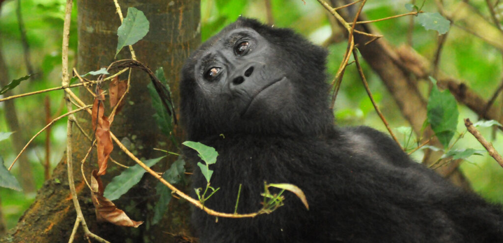First timers Gorilla Safari Guide Uganda and Rwanda