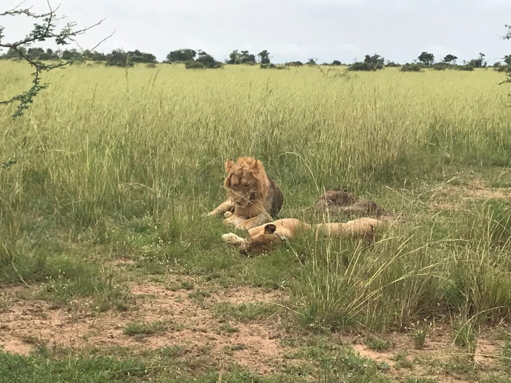 15 Days adventure Uganda safari