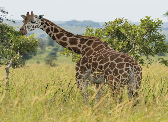 Best Uganda Safari