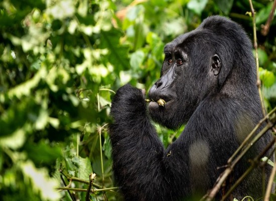 3 Days Gorilla Trekking Uganda