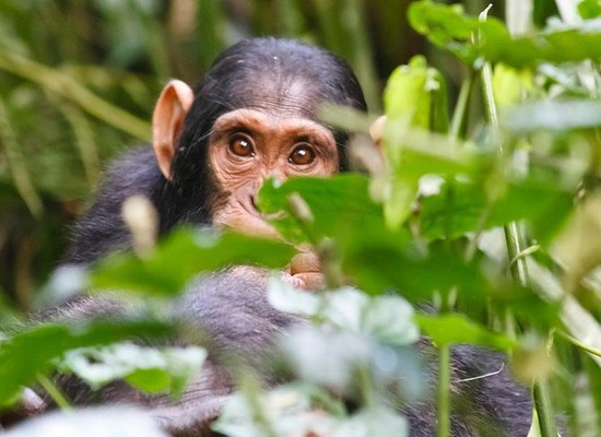 7 Days Uganda Safari