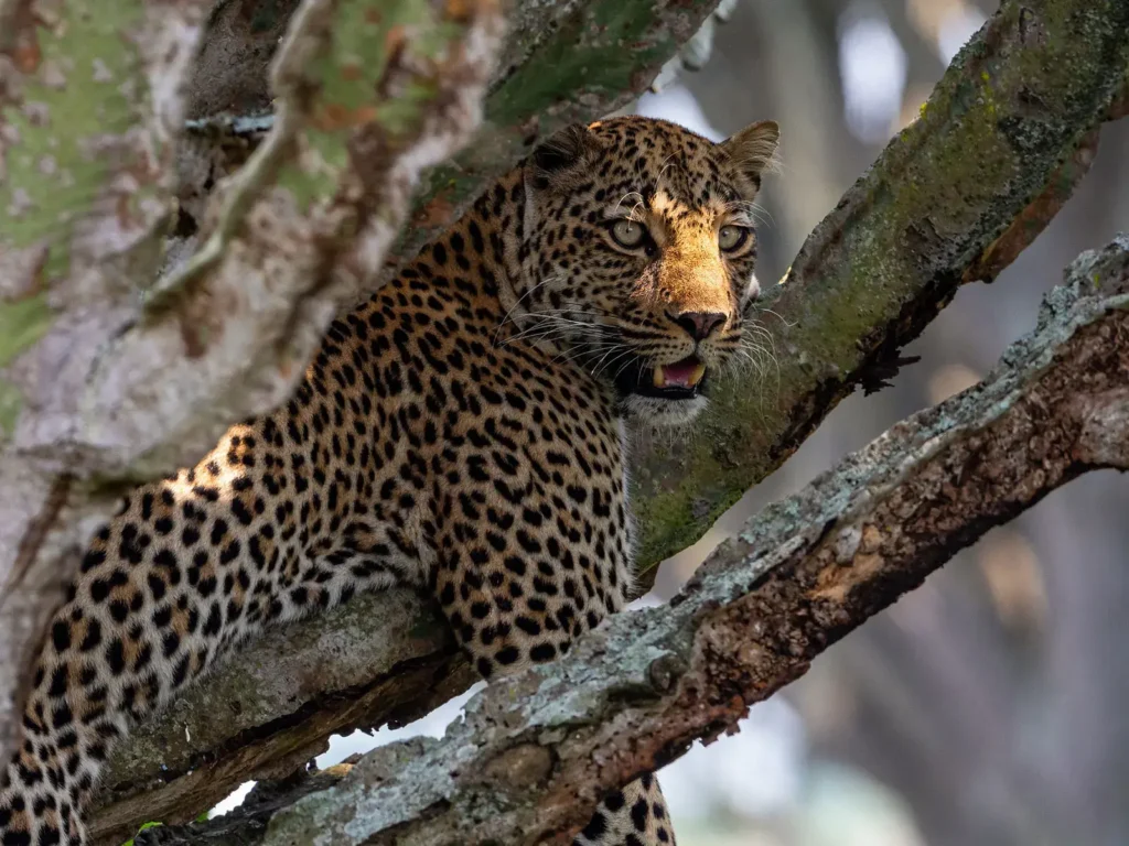 Big Cat Safaris in Queen Elizabeth National Park