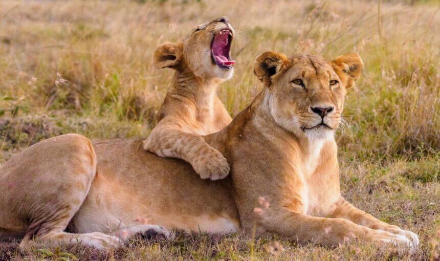 Big cat safaris in Queen Elizabeth National Park.